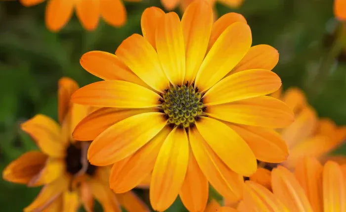 ✨ PawLuminate™ – The Vet-Trusted Way to Brighten Your Pet’s Smile 2