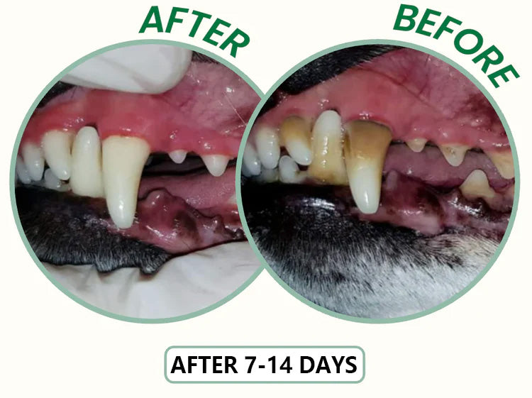 ✨ PawLuminate™ – The Vet-Trusted Way to Brighten Your Pet’s Smile 2