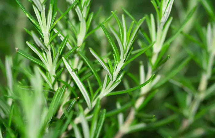 ✨ PawLuminate™ – The Vet-Trusted Way to Brighten Your Pet’s Smile 2