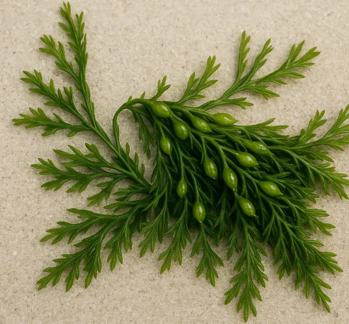 ✨ PawLuminate™ – The Vet-Trusted Way to Brighten Your Pet’s Smile 2